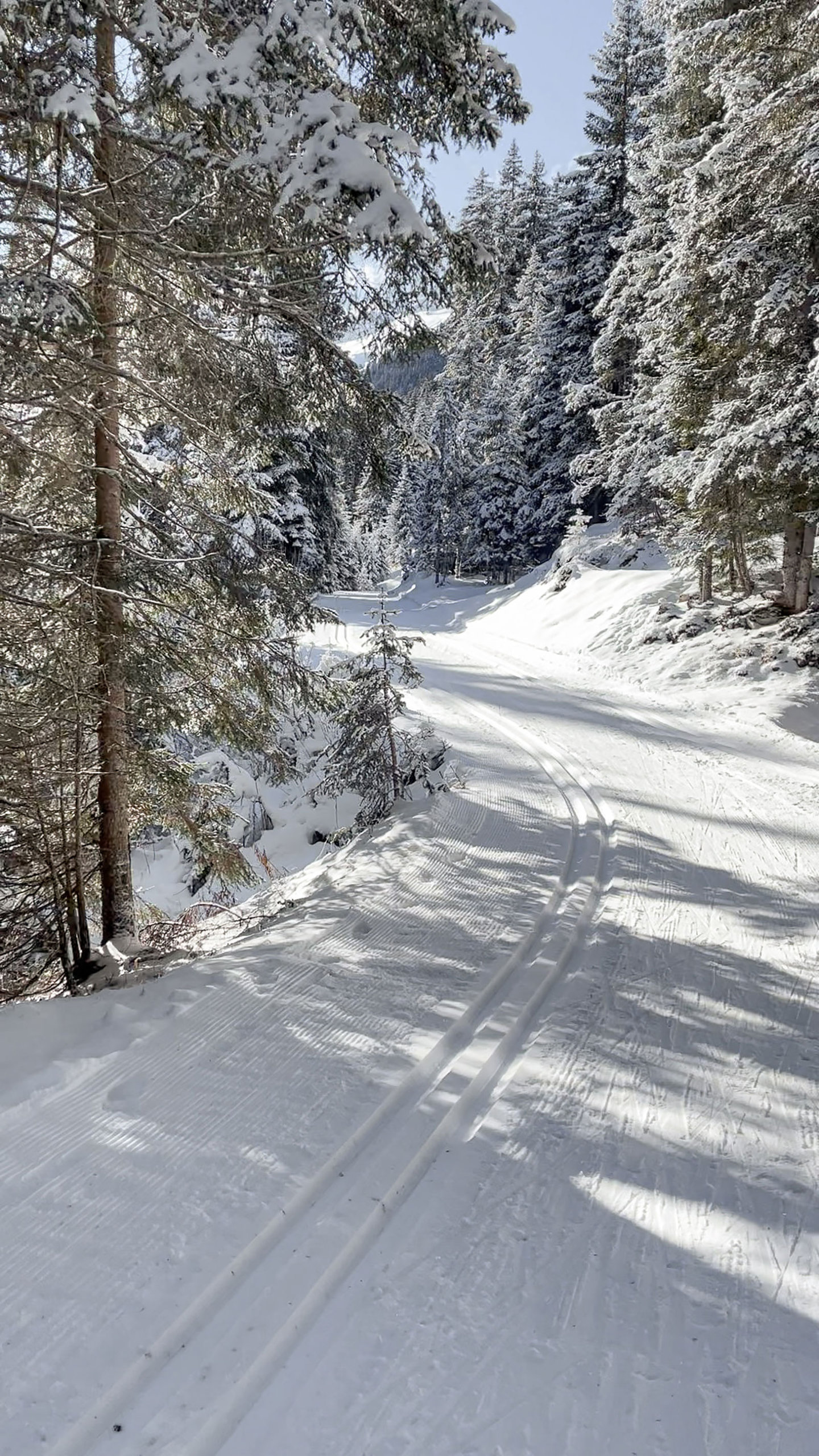 Cross-country trail with tracks through deep-snow forest on the Arlberg